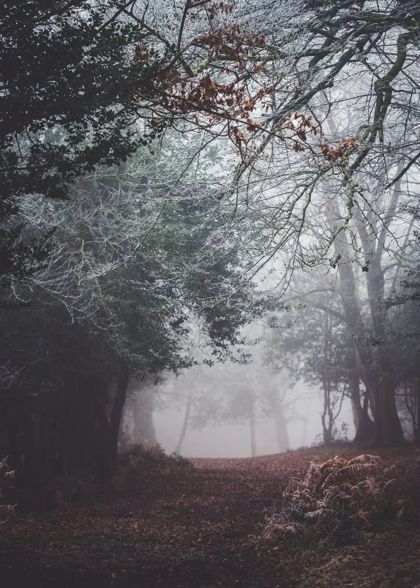 Beautiful Dark Green Forest, Foggy Mountain Landscape, Nature Scenery Poster, Canvas Painting Wall Art Pictures