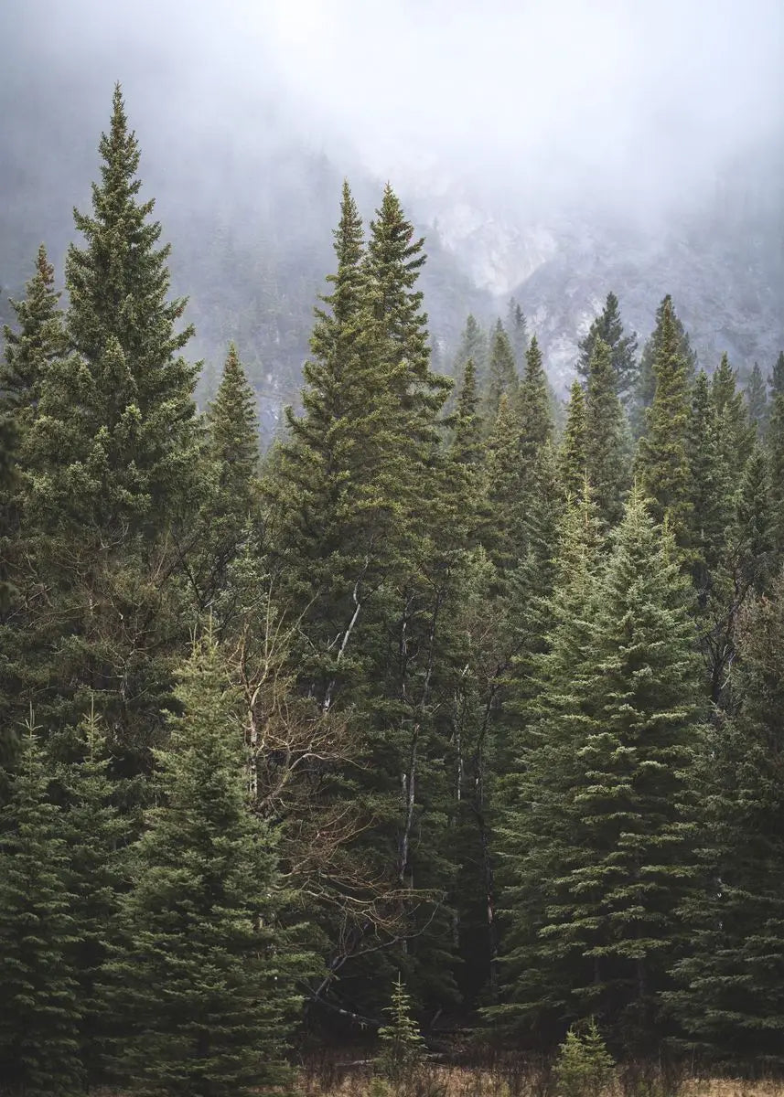 Beautiful Dark Green Forest, Foggy Mountain Landscape, Nature Scenery Poster, Canvas Painting Wall Art Pictures