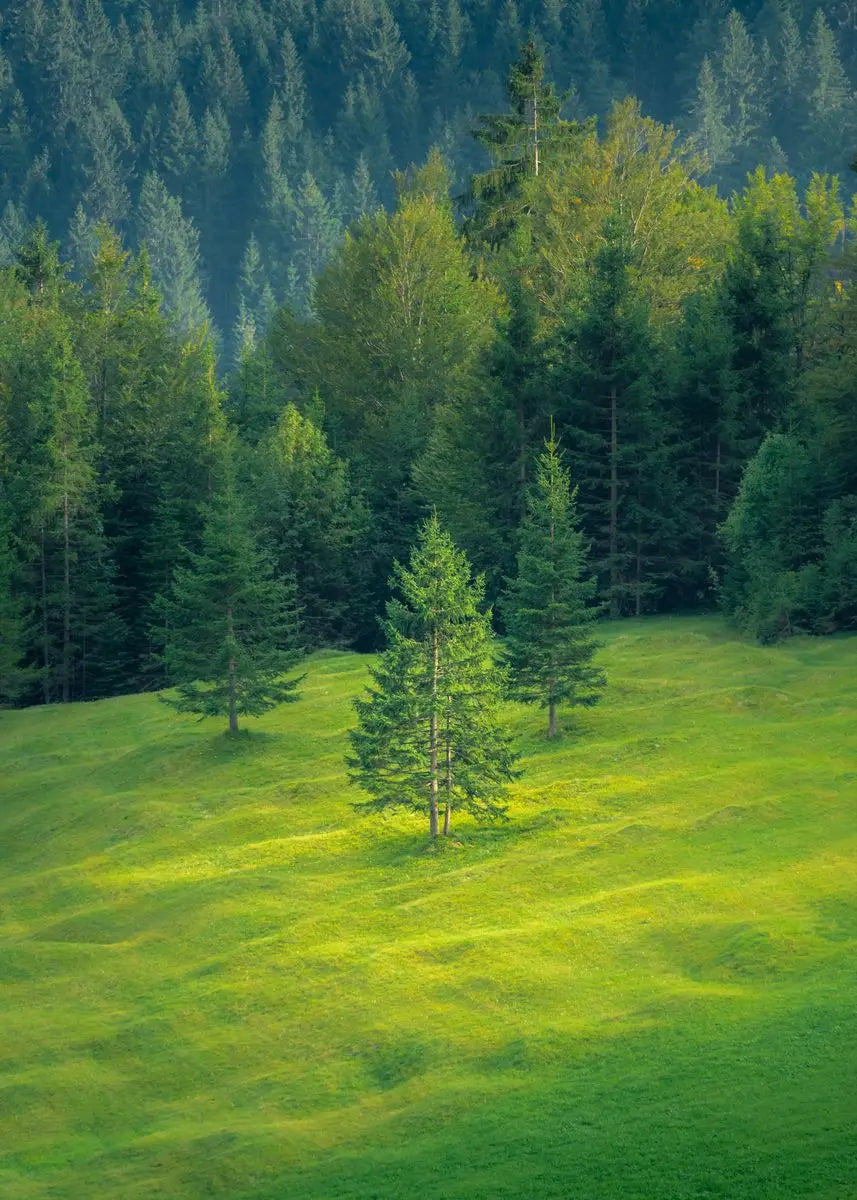 Beautiful Dark Green Forest, Foggy Mountain Landscape, Nature Scenery Poster, Canvas Painting Wall Art Pictures