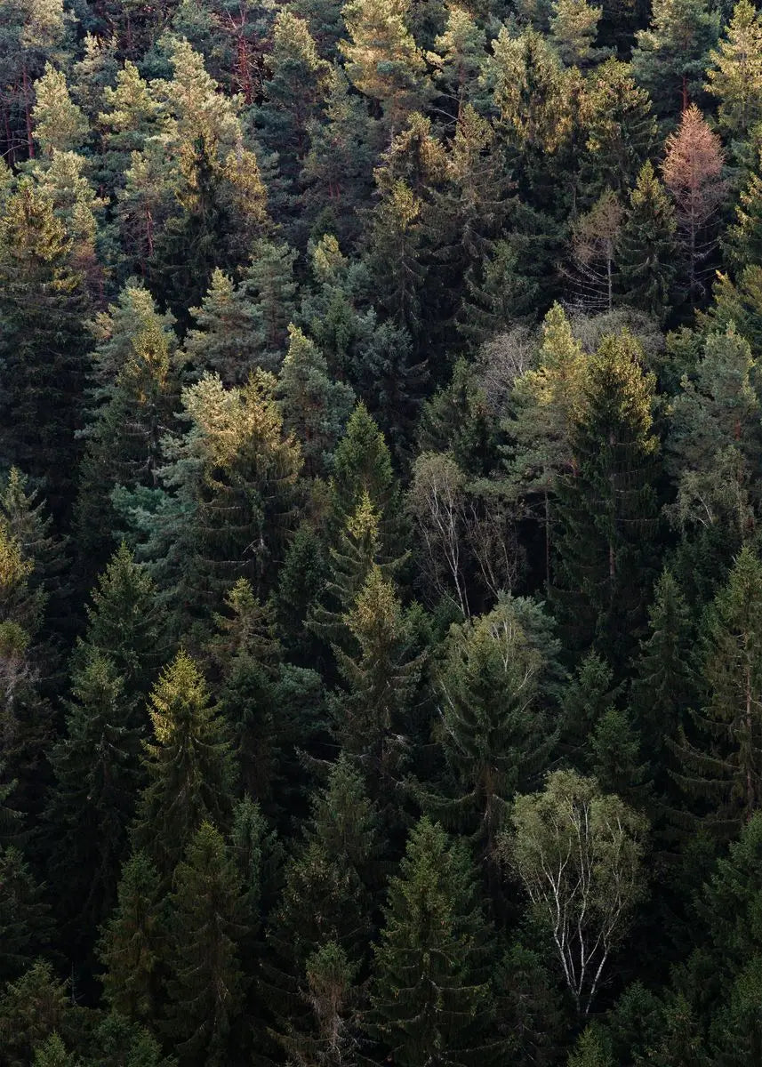 Beautiful Dark Green Forest, Foggy Mountain Landscape, Nature Scenery Poster, Canvas Painting Wall Art Pictures