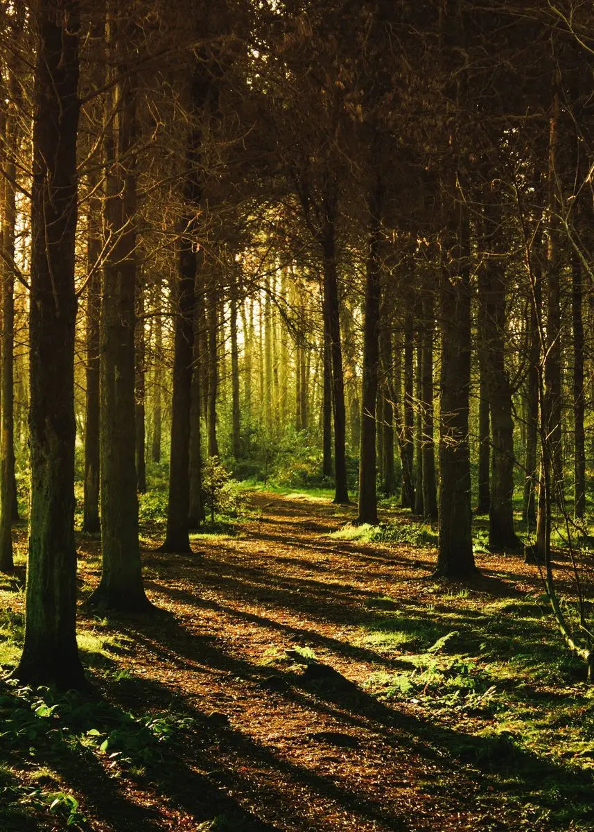 Beautiful Dark Green Forest, Foggy Mountain Landscape, Nature Scenery Poster, Canvas Painting Wall Art Pictures