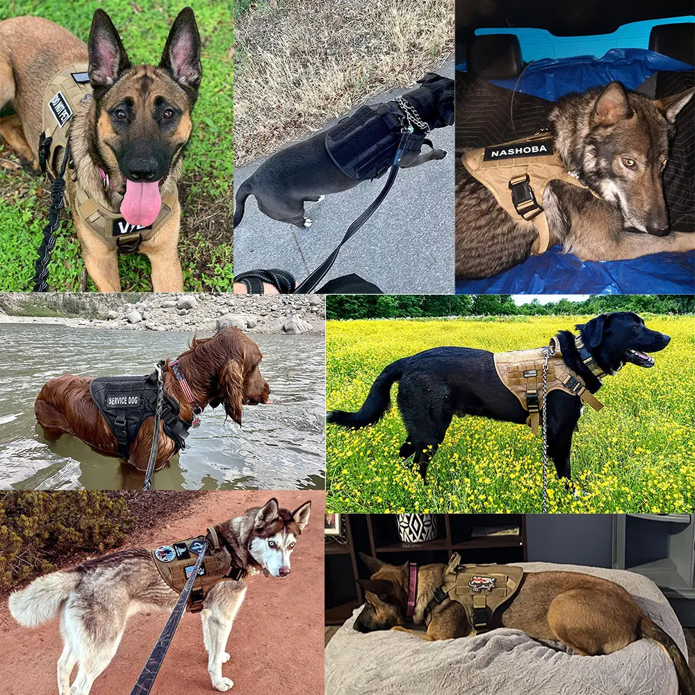All Sizes, Dog Harness, Leash, Training Walking Vest