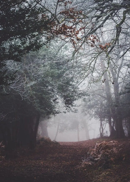 Beautiful Dark Green Forest, Foggy Mountain Landscape, Nature Scenery Poster, Canvas Painting Wall Art Pictures