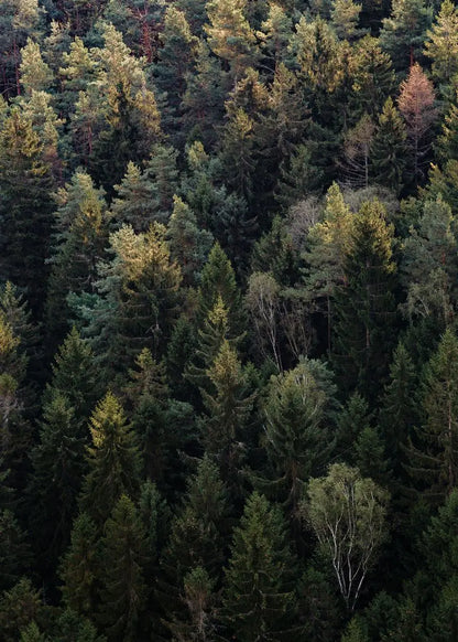Beautiful Dark Green Forest, Foggy Mountain Landscape, Nature Scenery Poster, Canvas Painting Wall Art Pictures
