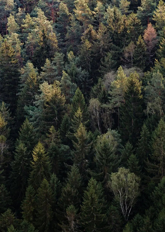 Beautiful Dark Green Forest, Foggy Mountain Landscape, Nature Scenery Poster, Canvas Painting Wall Art Pictures